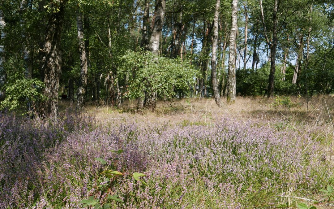 Plek reserveren? Kampeerseizoen start op 10 april 2020